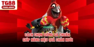 Cách chọn giống gà